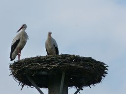 Ja, sie sind noch da!