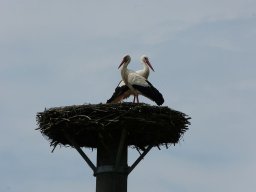 Ja, sie sind noch da!