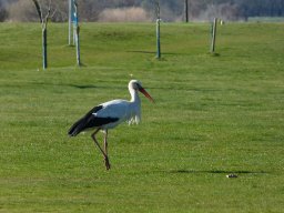 Der Storch ist da!