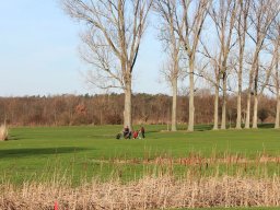 Golfer vor Riesenpappeln