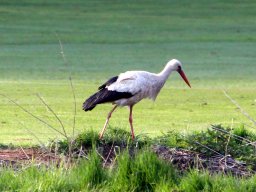 PGC-Storch