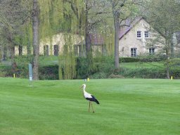 Der Storch ist auch schon da!